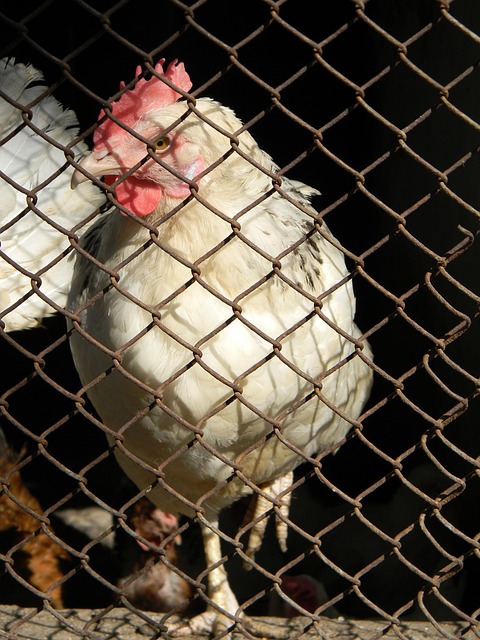 贝尔用行动 贝尔用行动